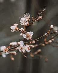 cherry blossom on a branch