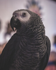 portrait of a grey parrot