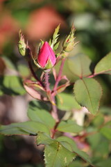 pink rose bud