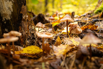 Wet autumn foliage with a mushroom after the rain