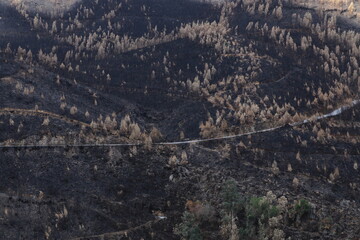 Floresta queimada pelos incendios