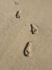 Adventures of Ocean Times