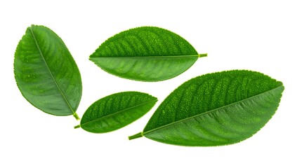 Fototapeta premium Fresh Green Citrus Leaves Isolated on White Background.