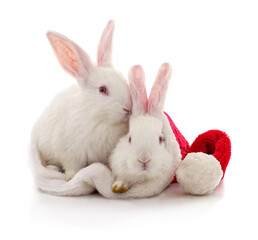 Two white rabbits in a Christmas hat.
