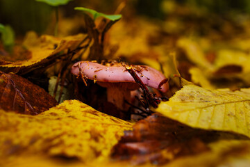 Wet autumn foliage with a mushroom after the rain