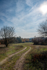 Blue sky. Leafless trees stand in a dry autumn meadow landscape