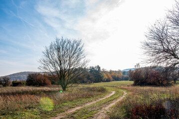 Obraz premium Blue sky. Leafless trees stand in a dry autumn meadow landscape