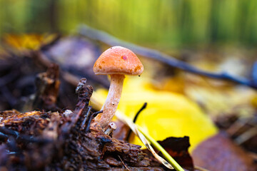 Wet autumn foliage with a mushroom after the rain