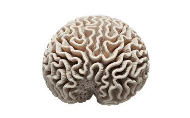 Close-up top view of a single beige brain coral with intricate wavy ridges and grooves, isolated on white background