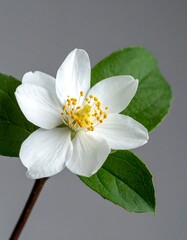 Close-up view of a white flower with yellow center and green leaves