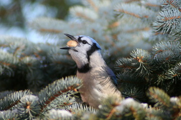 blue Jay eating a peanut