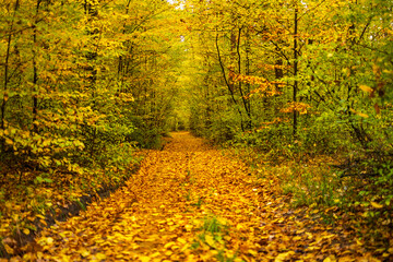 Golden Autumn Forest with Wet Leaves