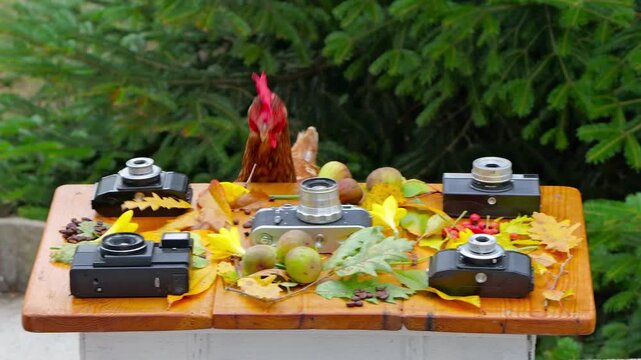 Brown Loman hen pecking coffee beans on a rustic wooden table decorated with vintage cameras, autumn leaves, and fruits. A second hen briefly appears in the background.