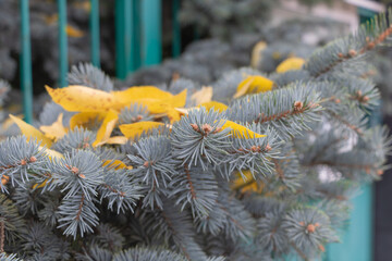 Close up of blue spruce branches with yellow autumn leaves showing contrast between seasons in natural background