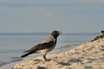 Crows by the sea in summer