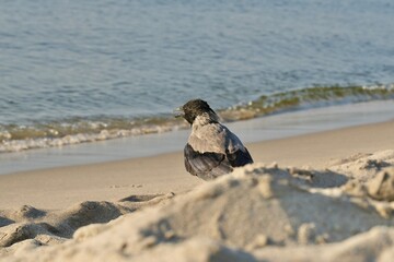 Crows by the sea in summer