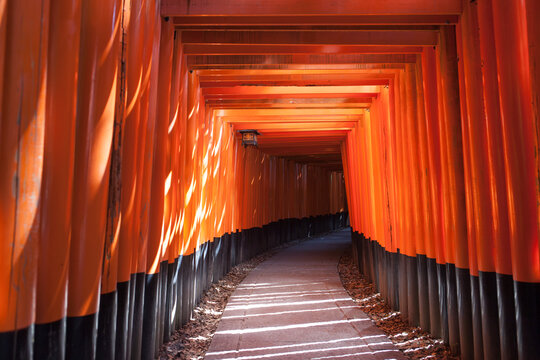Journey Through the Gates of Fushimi Inari