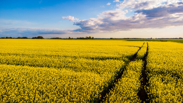 Rapsfeld in voller Bl&uuml;te bei sommerlichem Wetter und blauem Himmel