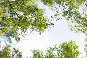 A view of a bright sky through the delicate green leaves and branches of birch trees, with scattered clouds