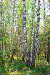 A vibrant birch grove with green grass on a sunny day. Summer vertical landscape