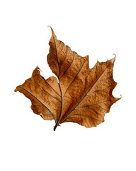 Naklejka premium Dried brown autumn leaf isolated on transparent background – fall season nature detail
