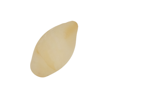 Single human nail clipping on transparent background with copy space