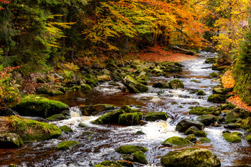 Autumn River with Mossy Rocks Flowing Through Colorful Forest