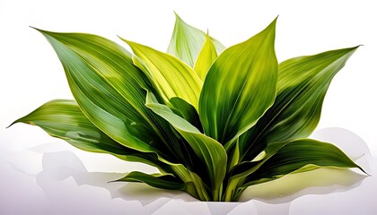 Lush Green Cast Iron Plant on White Background.
