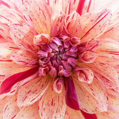 Macro Square of a Striped Pink Dahlia Bloom. Square-cropped close-up capturing the delicate soft pink petals and striking red stripe patterns of a beautiful dahlia flower head.