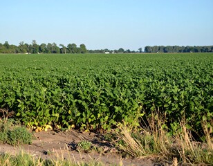 Lush Green Field of Crops Under a Clear Blue Sky.