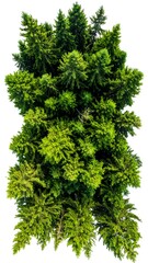 Lush Green Foliage - A Vibrant Display of Natural Beauty.