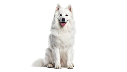 Obraz premium White dog sitting (1)