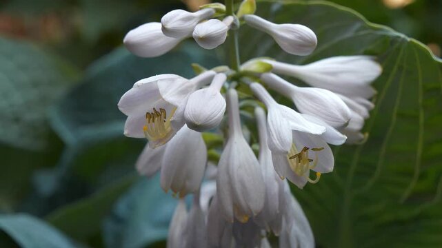 Hosta is a genus of plants commonly known as hostas or plantain lilies, family Liliaceae, formerly Funkia. Beautiful white flowers