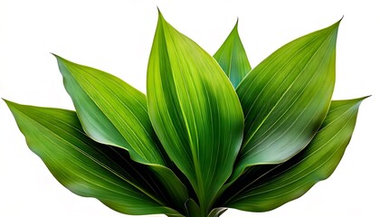 Lush Green Leaves - A Vibrant Display of Natures Beauty.