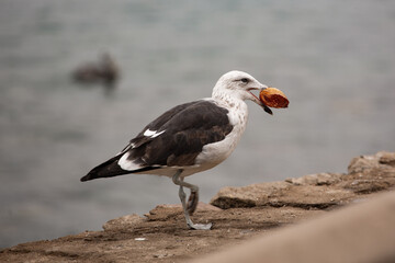 Kelp Gull Holding Orange Food in Beak on Coastal Wall, Patagonia