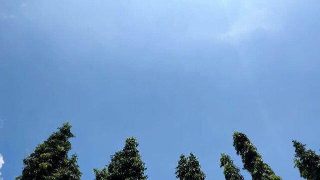 Tall Polyalthia Longifolia Trees Against blue Sky