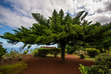 Fototapeta premium Large Norfolk pine spreading wide branches in a lush garden on São Miguel Island, Azores.