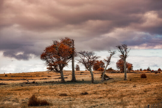 Scenic Autumn Road Trip Through Patagonian Forest Under Dramatic Sky
