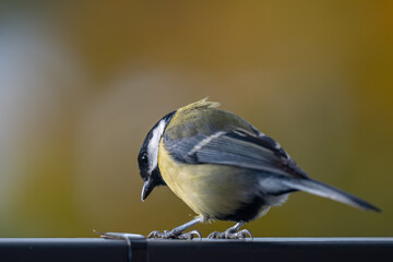 Elegant Great Tit Profile with Warm Bokeh Copy Space