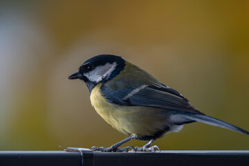 Obraz premium Elegant Great Tit Profile with Warm Bokeh Copy Space