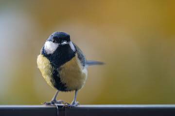 Elegant Great Tit Profile with Warm Bokeh Copy Space