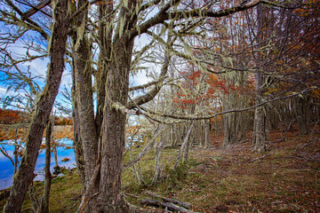 Patagonian Subpolar Forest with Lichen and Autumn Colors by the Lake