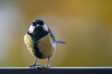 Elegant Great Tit Profile with Warm Bokeh Copy Space