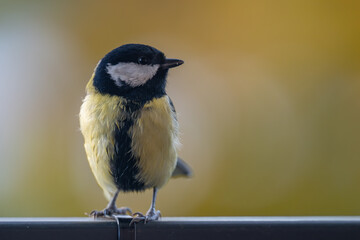 Elegant Great Tit Profile with Warm Bokeh Copy Space