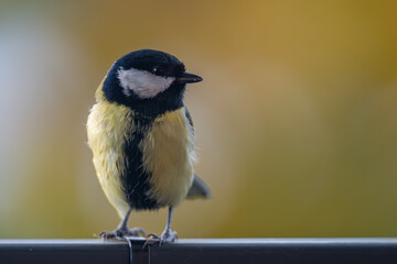 Elegant Great Tit Profile with Warm Bokeh Copy Space