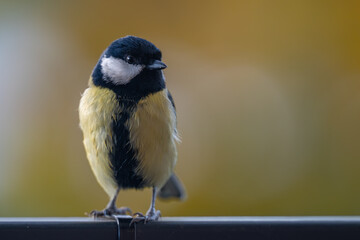 Elegant Great Tit Profile with Warm Bokeh Copy Space