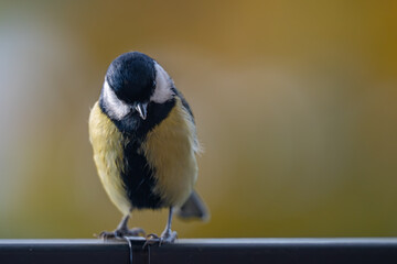 Elegant Great Tit Profile with Warm Bokeh Copy Space