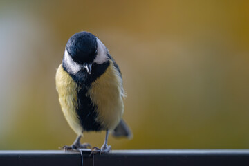 Elegant Great Tit Profile with Warm Bokeh Copy Space