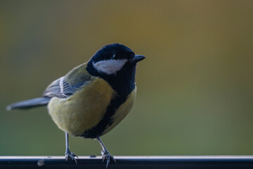 Elegant Great Tit Profile with Warm Bokeh Copy Space