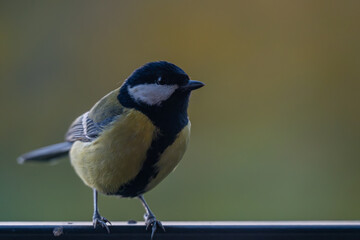Elegant Great Tit Profile with Warm Bokeh Copy Space